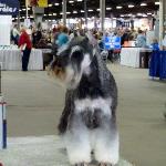 loneacre miniature schnauzers